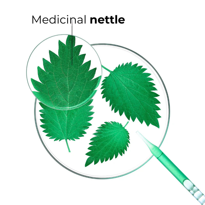 Organic Nettle Shampoo Pack Of Three